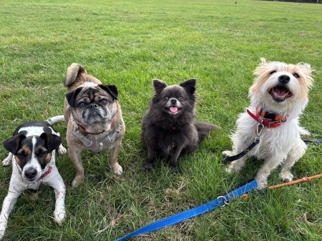 Long Walk & Sniffari of the Day
