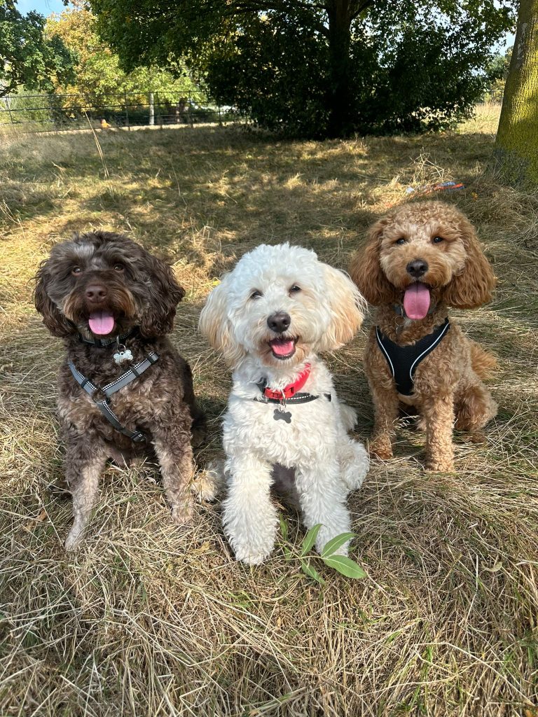 Afternoon Walk