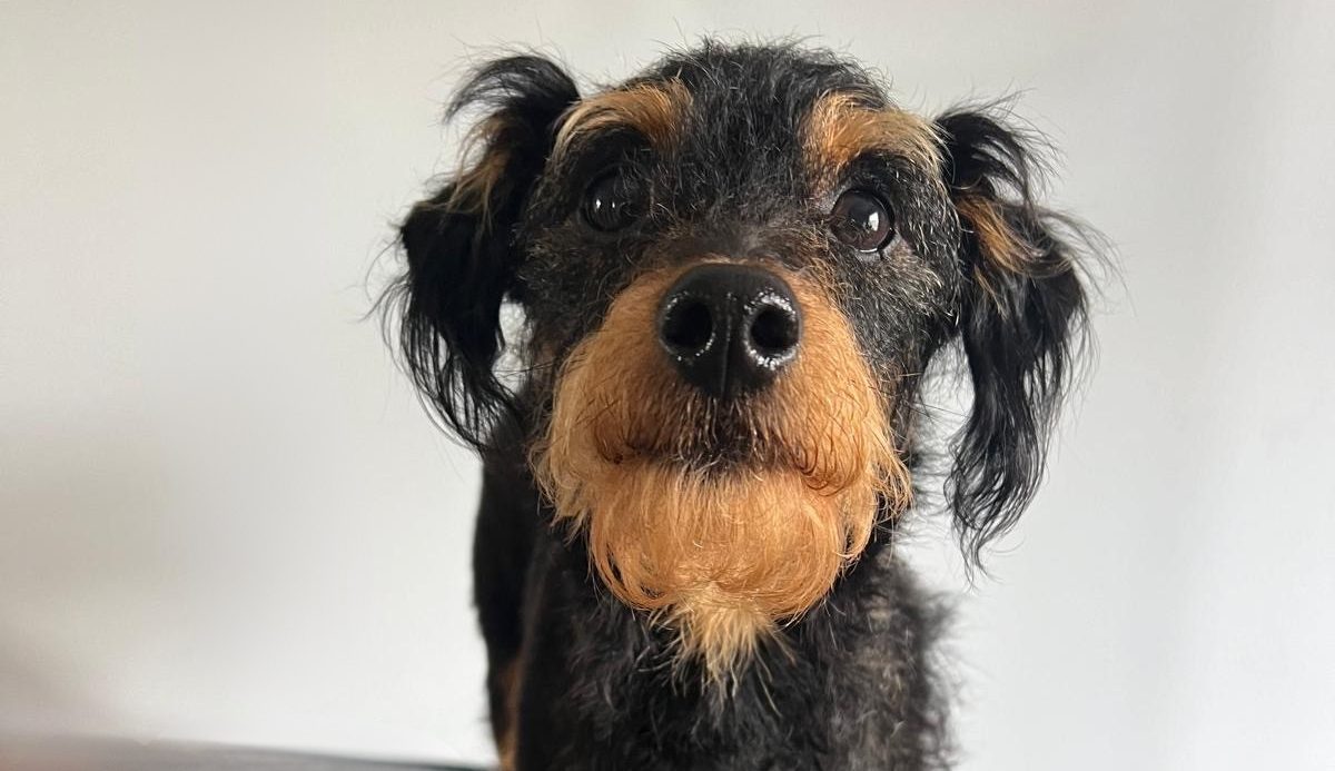 Dog grooming at PetStop London