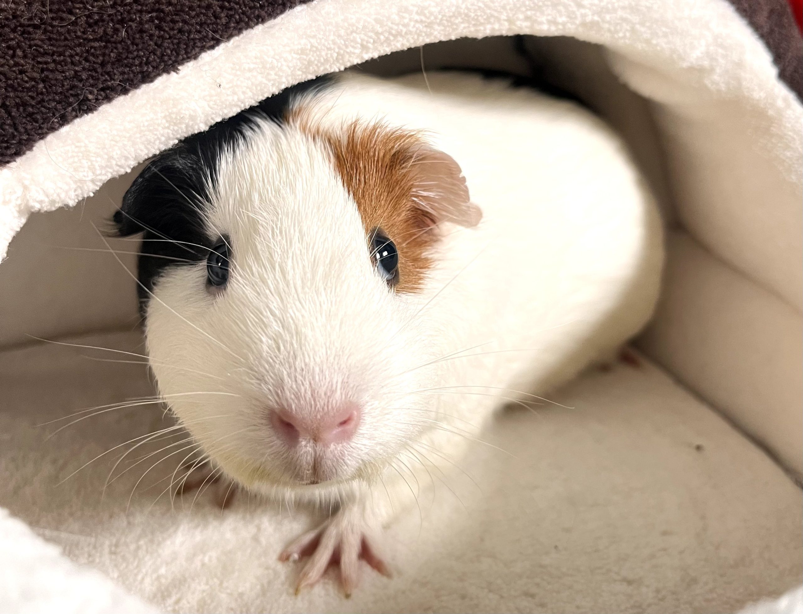 Small pets boarding at PetStop London