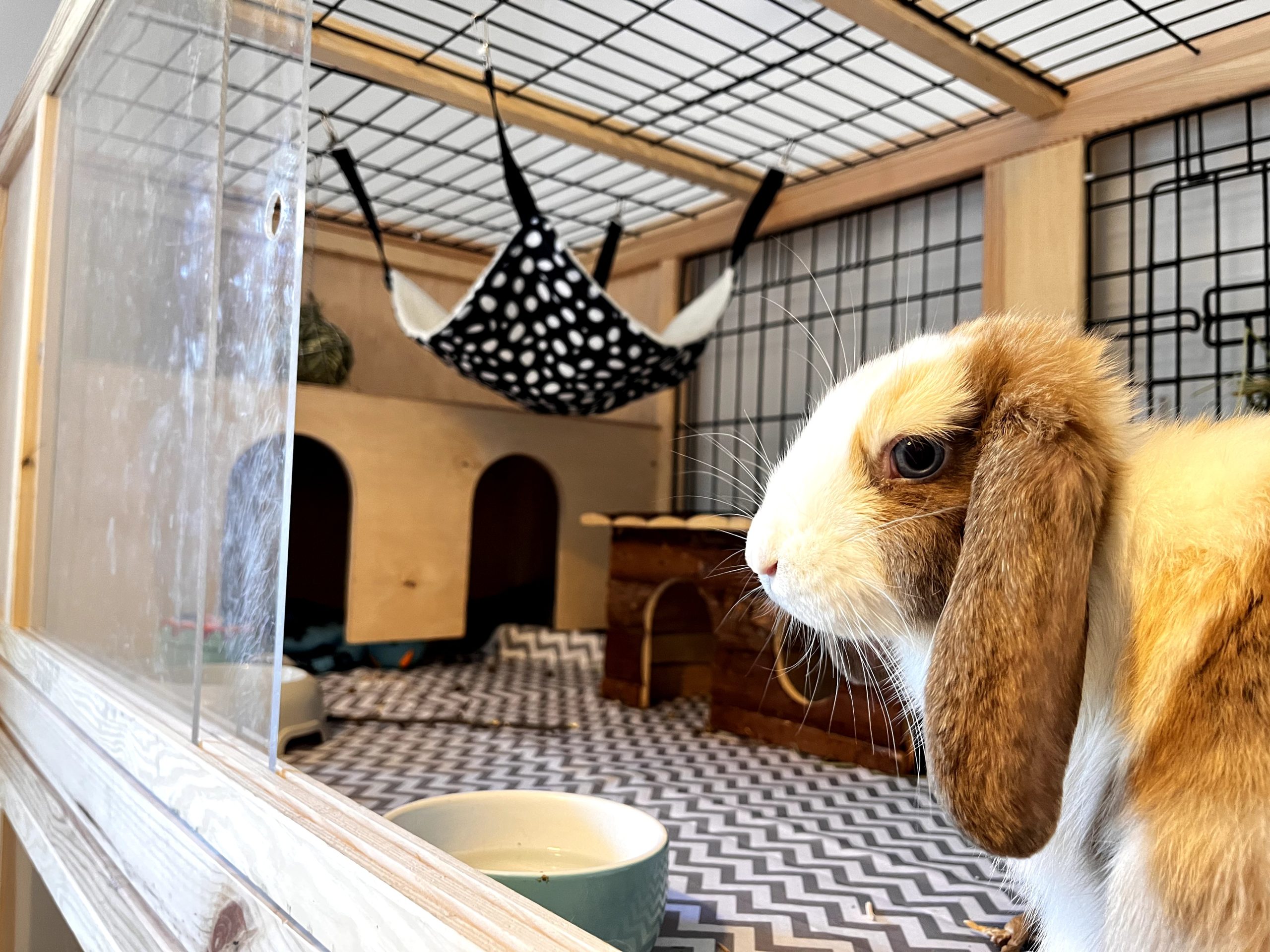 Enrichment and free roaming space