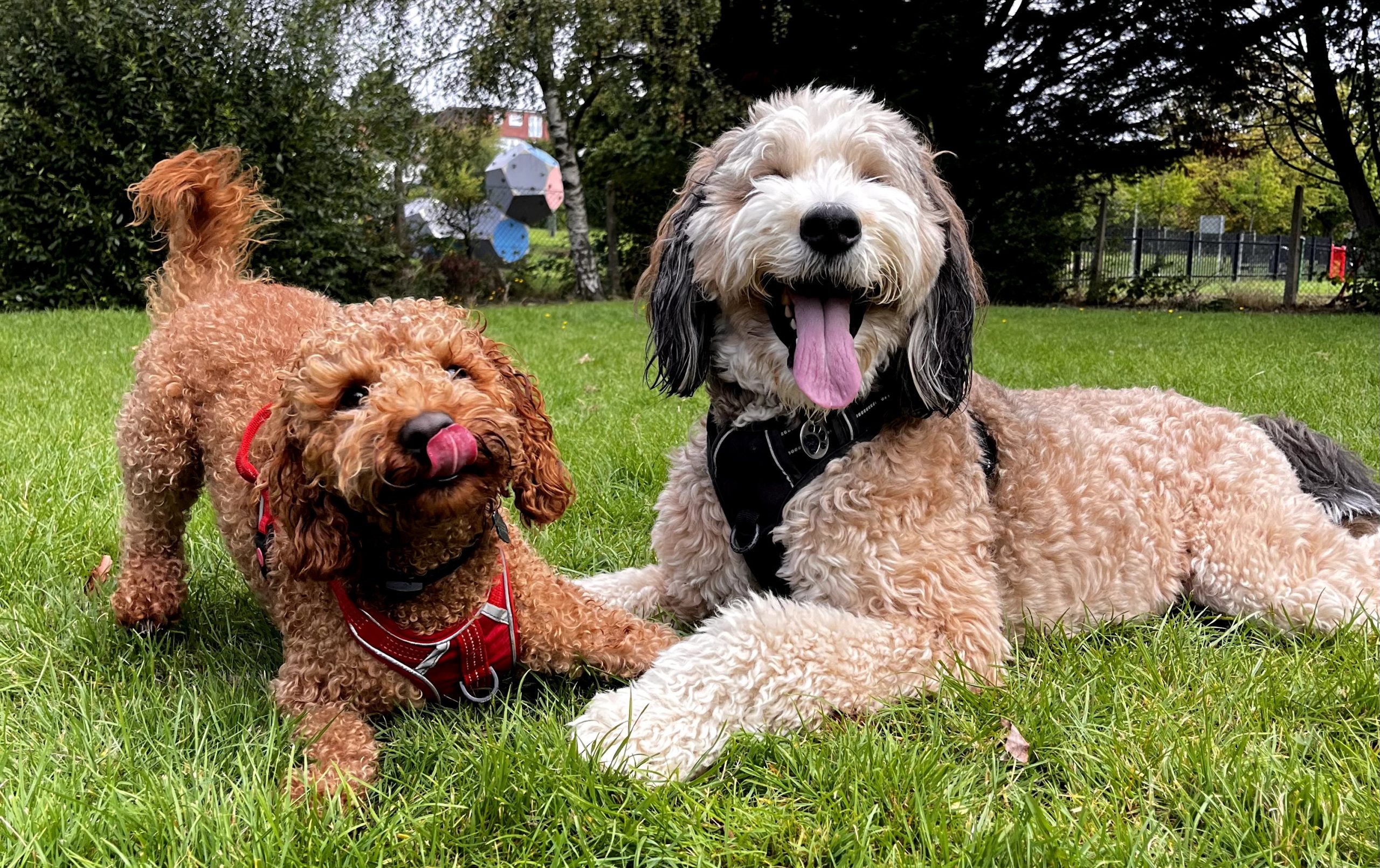 Happy dog at PetStop London daycare