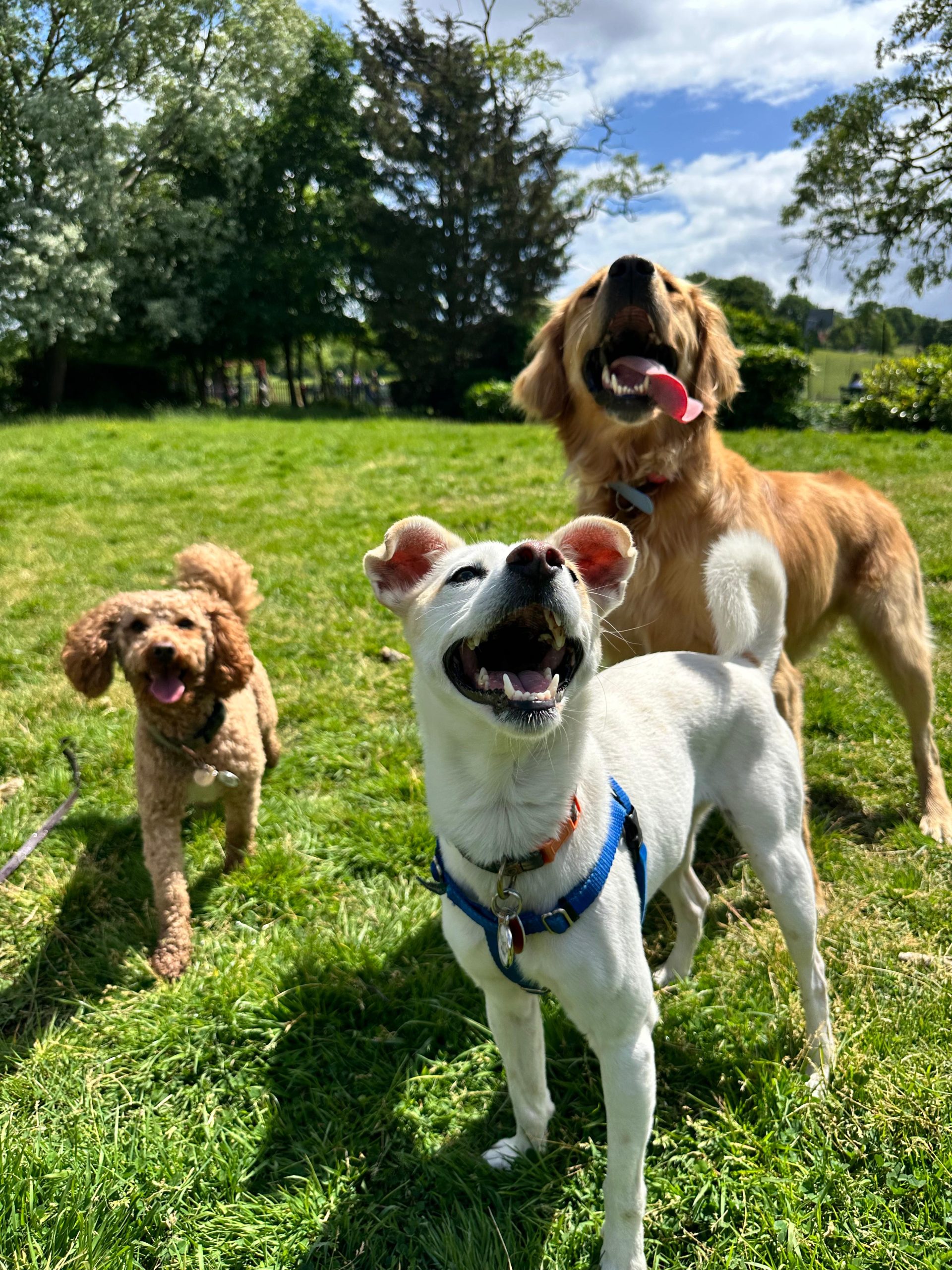 Group dog walk with PetStop London